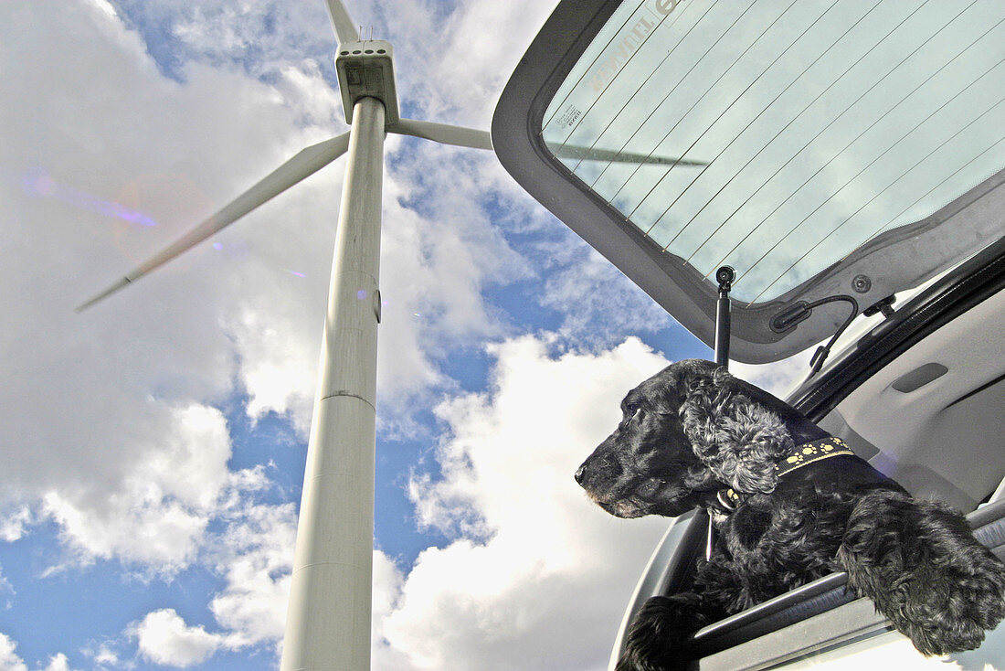 Windmill and dog