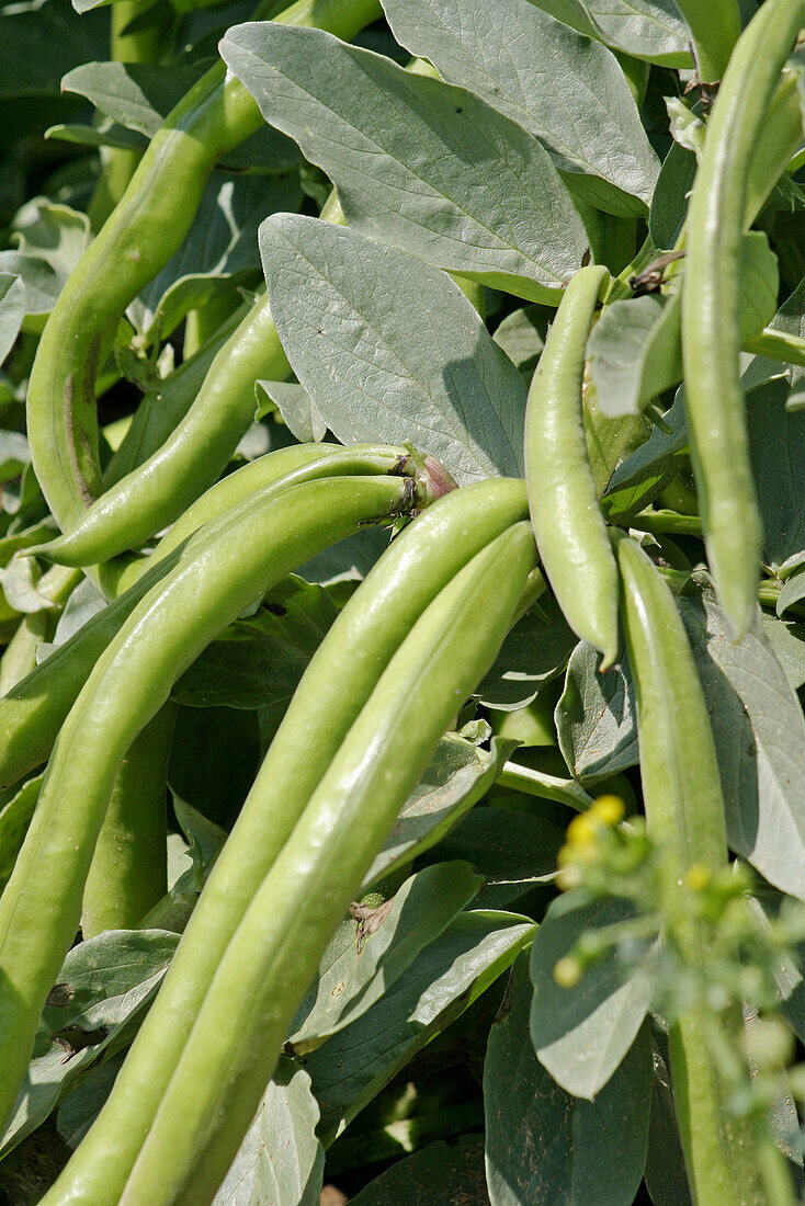 Beans. Tarragona province, Spain