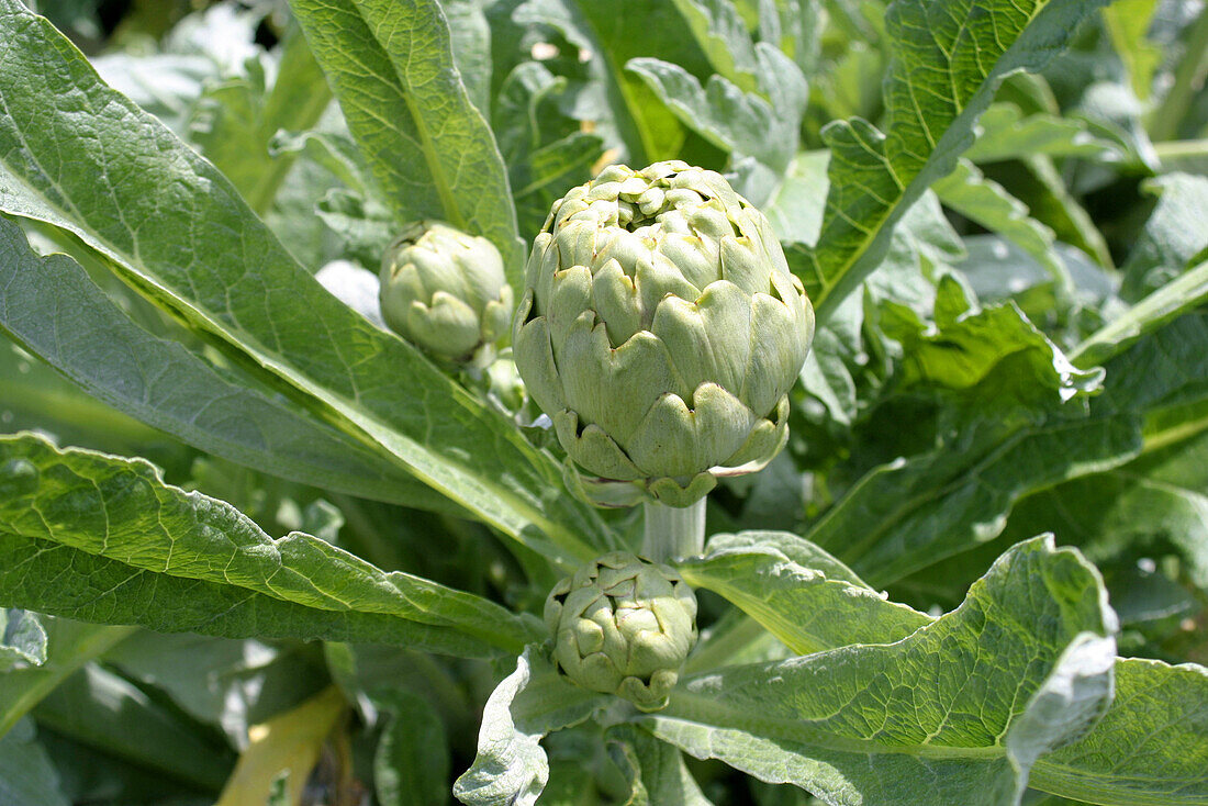 Artichokes