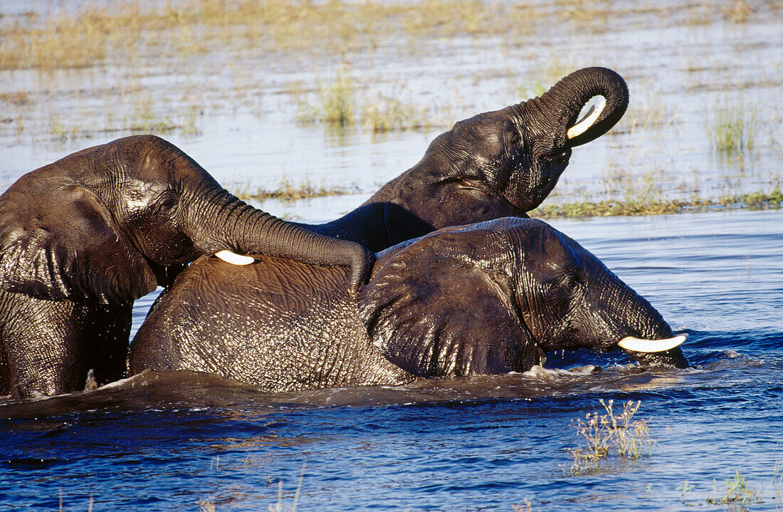 African elephants playing in Chobe River, Chobe National Park, Botswana