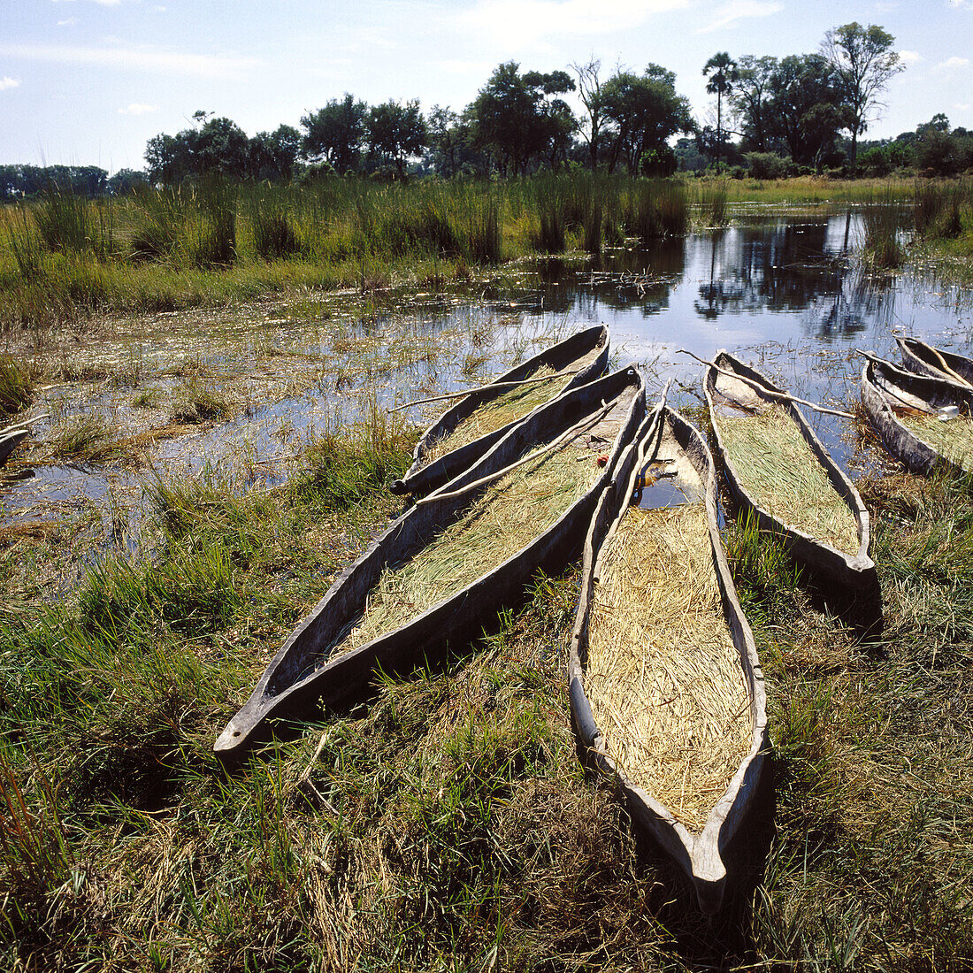 Traditional canoes in Okavango Delta. Botswana