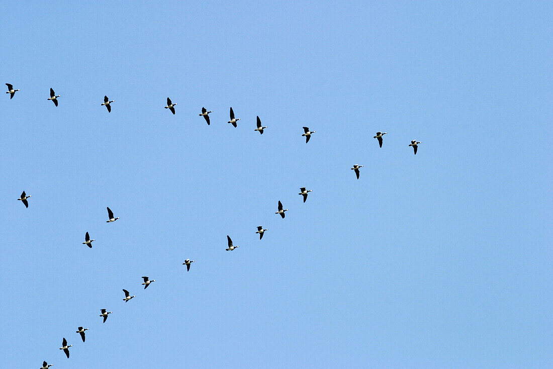 Barnacle Goose (Branta leucopsis) in huge flock flying through Denmark during spring migration in formation from the Waddensea to the northern Russian breeding grounds.