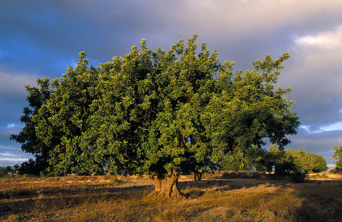 Carob (Ceratonia siliqua). Turís. Valencia province, Spain