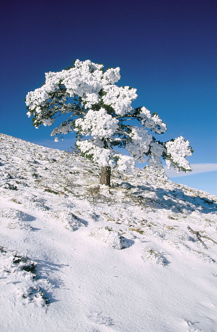 Snow covered Pine (Pinus sylvestris) in Penyagolosa. Castellon province. Comunidad Valenciana. Spain