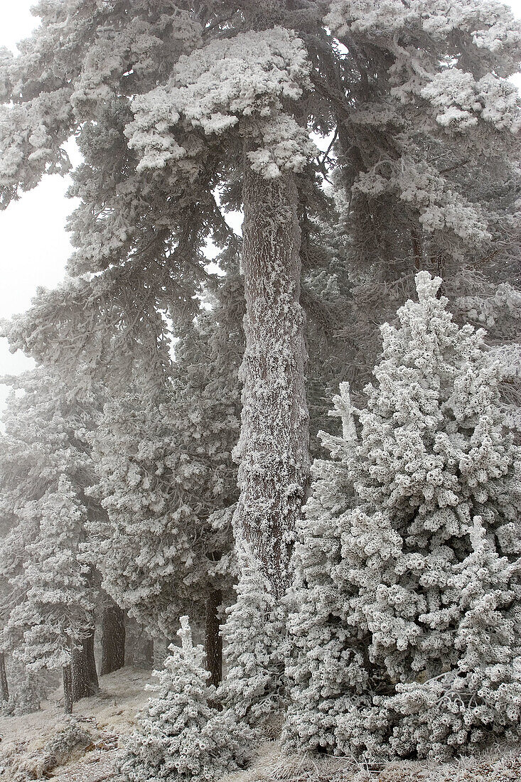 Pine in snowstorm. Sierra Gúdar-Javalambre. Teruel, Aragon. Spain.