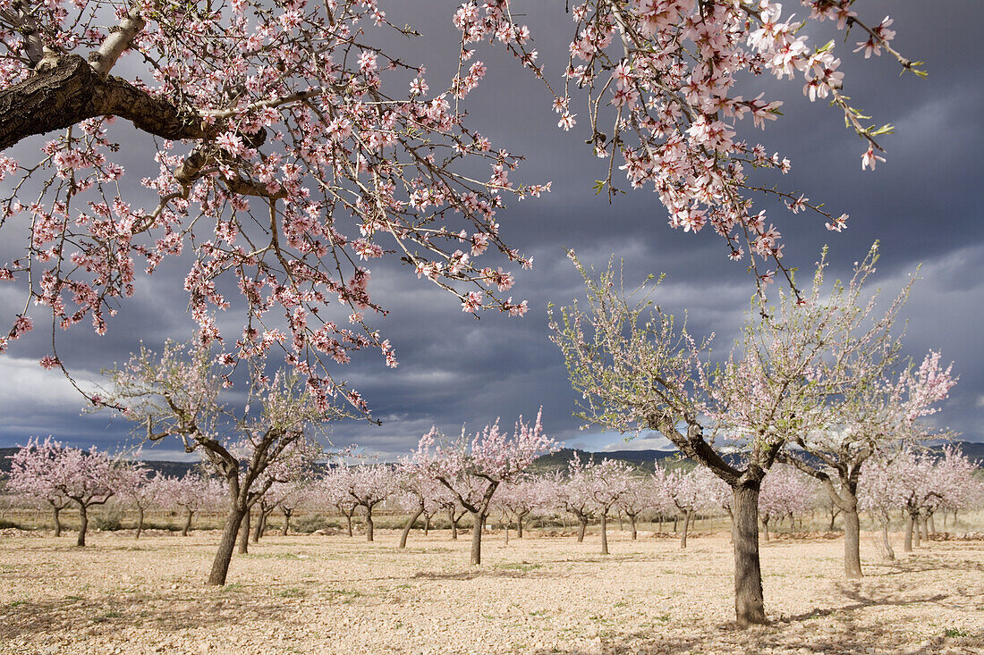 Almond trees. Valencia, Comunidad Valenciana, Spain