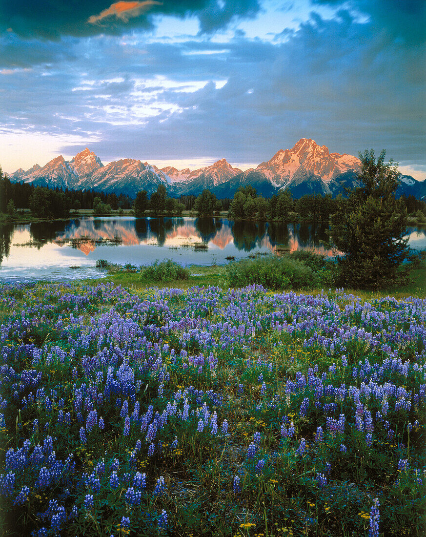 Grand Teton Mountains and Lupines