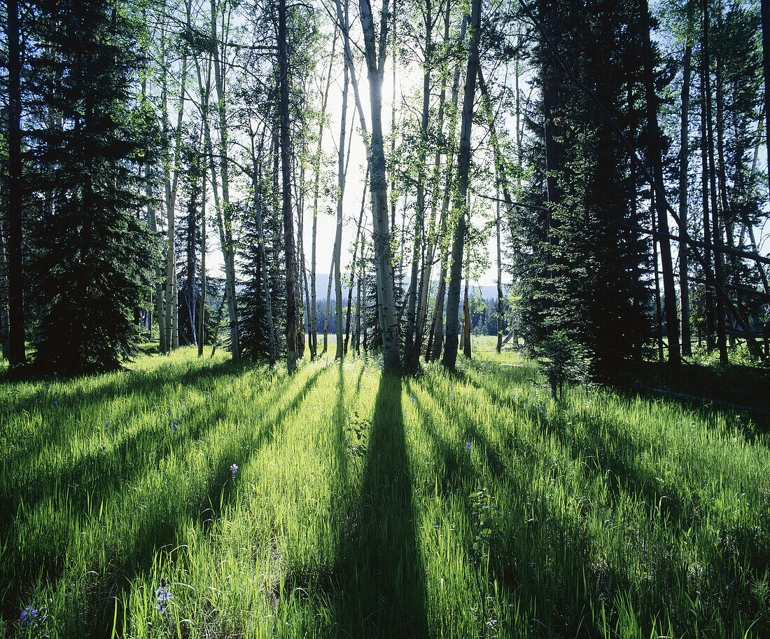 Aspen trees in meadow. Gran Teton National Park. Wyoming, USA