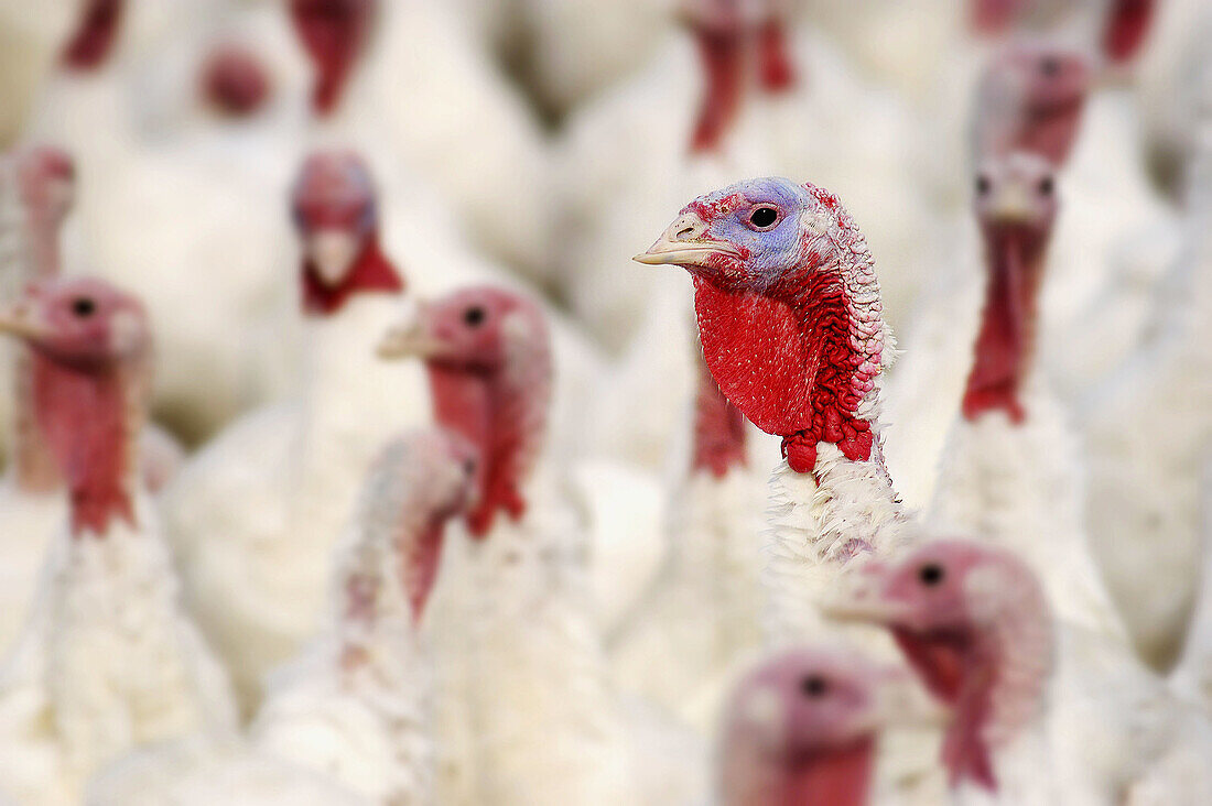Turkey farm. Toledo. Ohio. USA