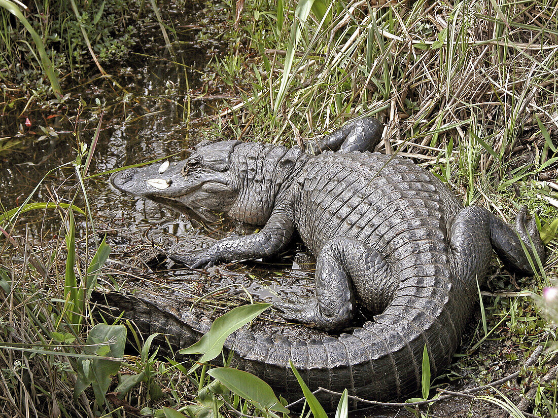 Alligator at Shark Valley Visitor Center, Everglades National Park. Florida, USA