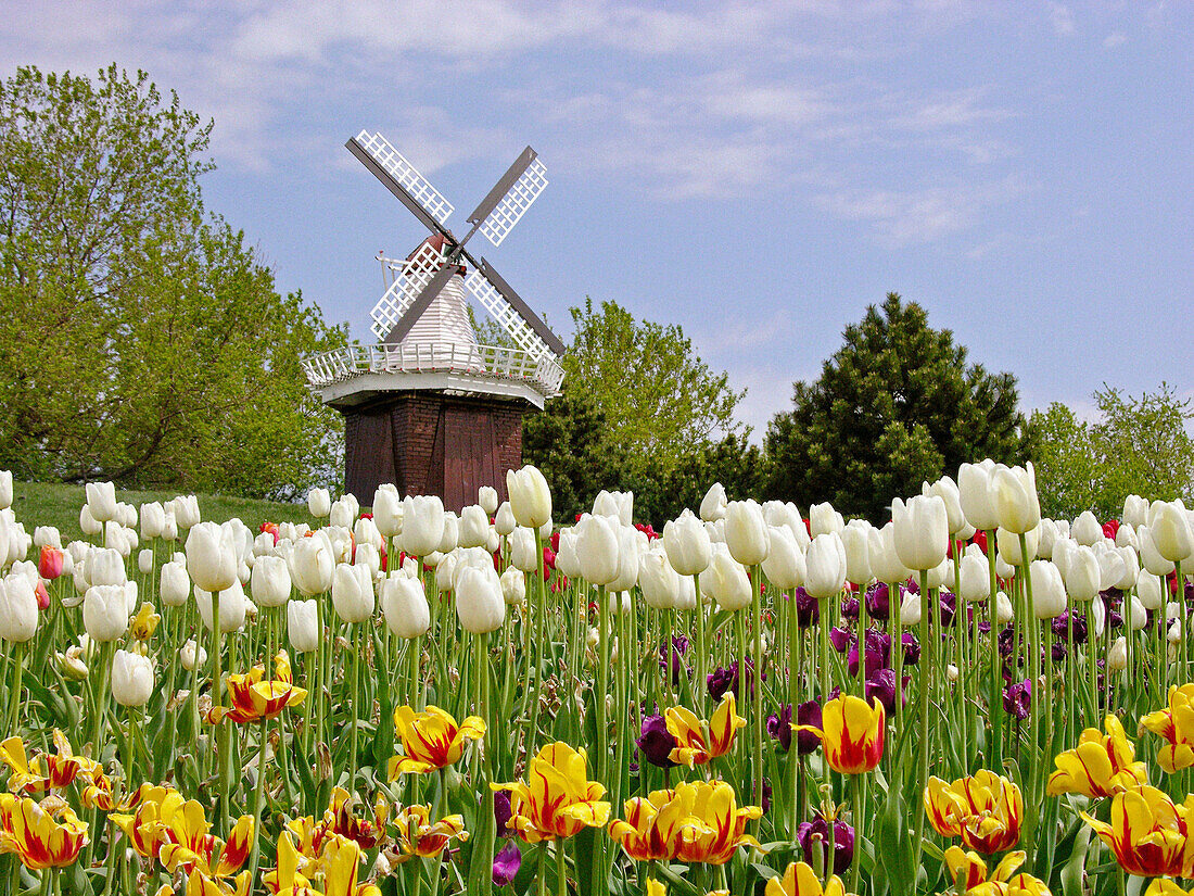 Holland, Michigan. USA. Windmill and Tulip Flowers