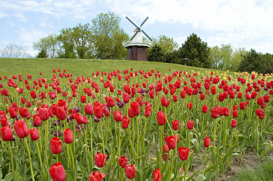 Holland, Michigan. USA. Windmill and Tulip Flowers