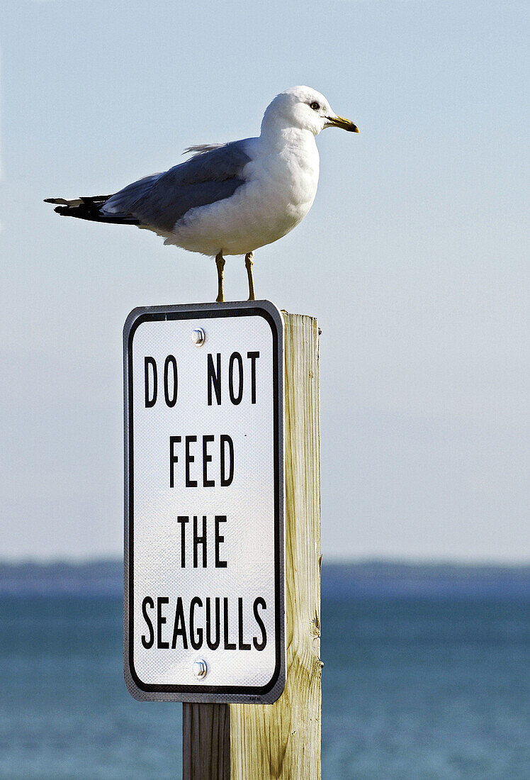 Seagull sit atop a sign reading do not fee the seagulls
