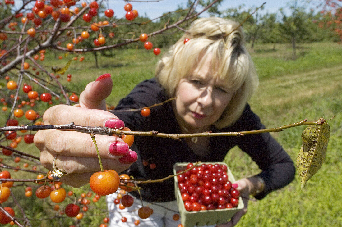 Woman picks Ripe Cherries hanging from trees in an orchard Port Huron Michigan