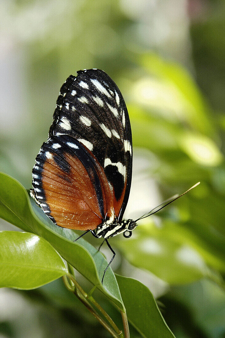 Butterfly feeding on leaves and flowers
