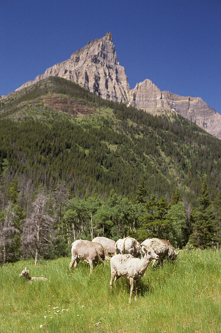 Big Horn Sheep in Glacier National Park. Montana, USA