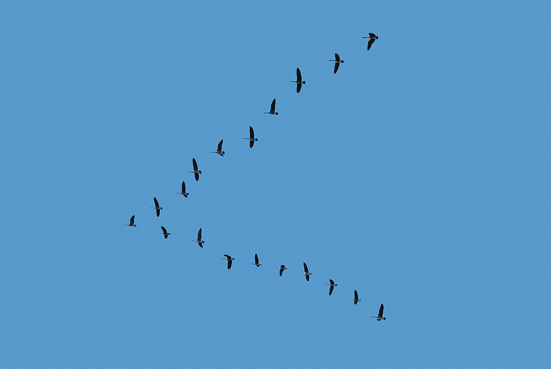 The V formation of a flock of geese flying
