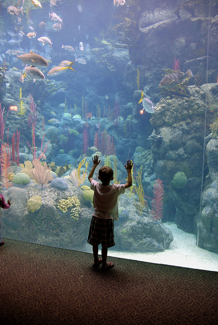 Child touches the glass in amazment at the Florida Aquarium in Tampa, Florida. USA.