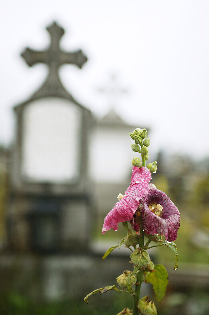 Verwelkte Blume mit Grabstein, Transsilvanien, Rumänien
