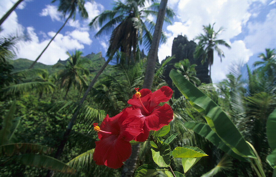 Tropical vegetation on the island of Nuku Hiva, French Polynesia