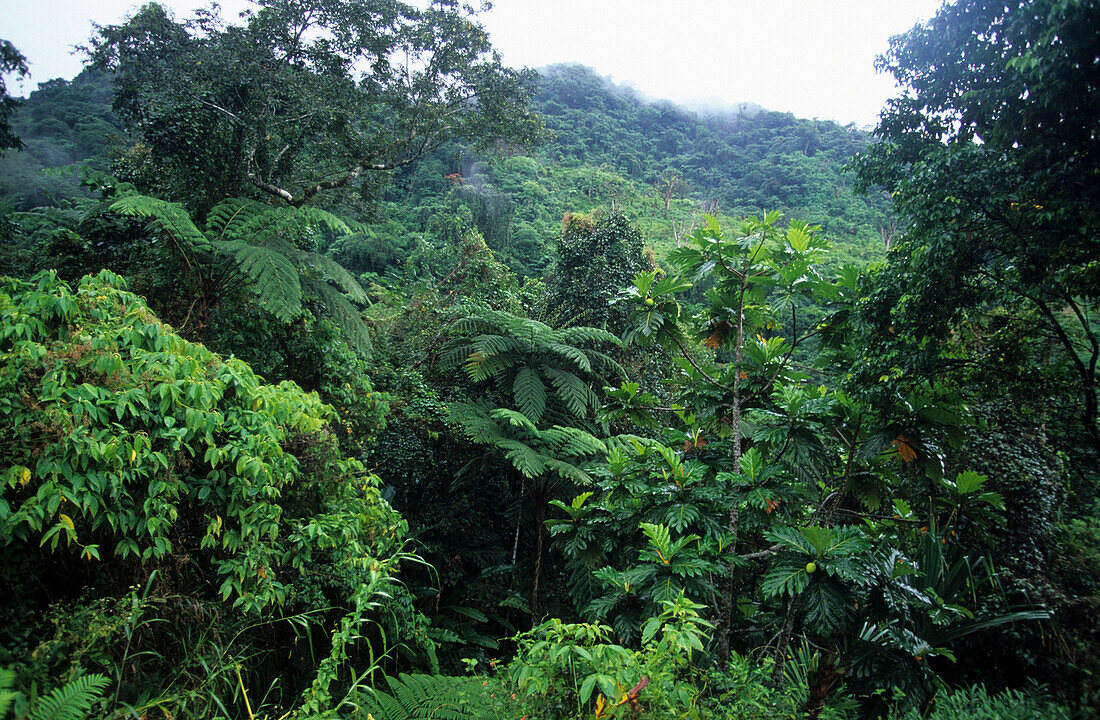 Rainforest in the interior of Viti Levu Island, Fiji Islands