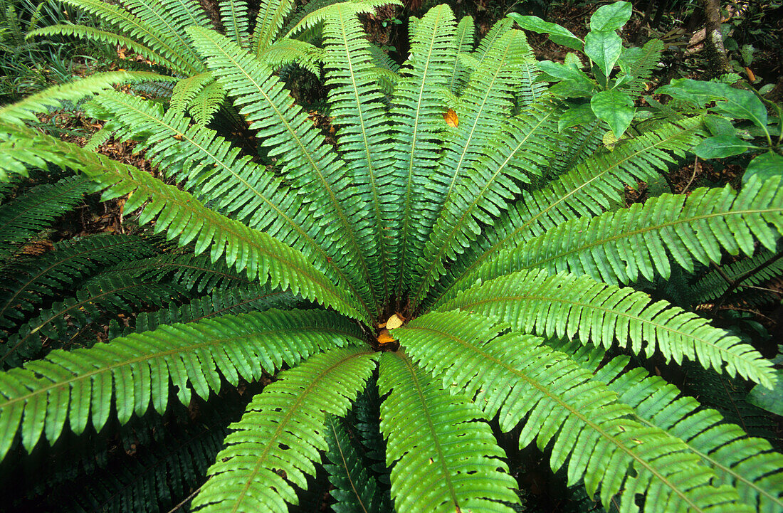 Farn, Regenwald im Mt. Egmont Nationalpark auf der Nordinsel, Neuseeland