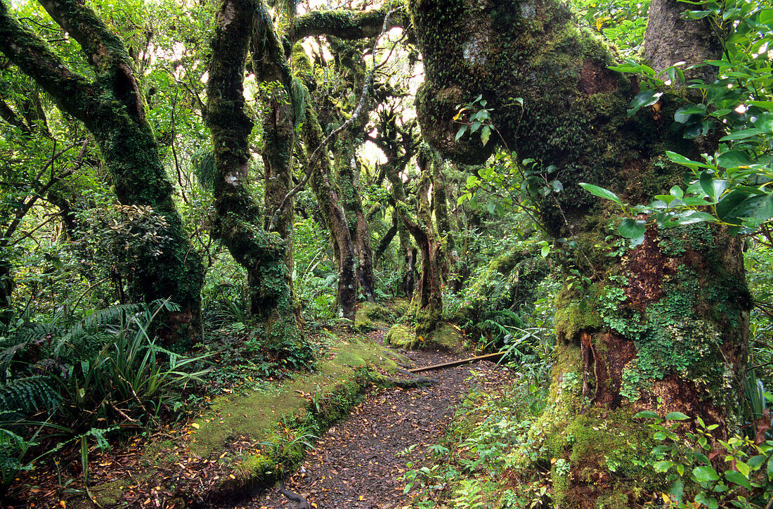 Regenwald im Mt. Egmont Nationalpark auf der Nordinsel, Neuseeland