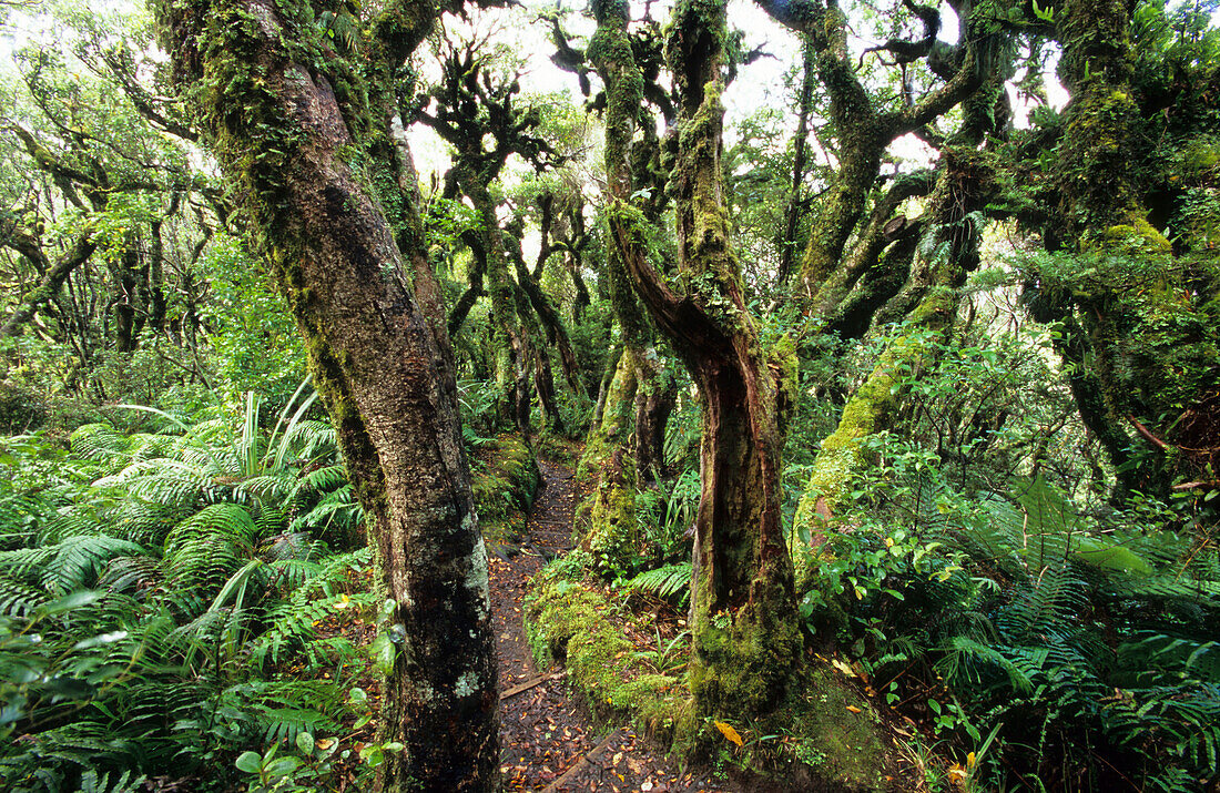 Regenwald im Mt. Egmont Nationalpark auf der Nordinsel, Neuseeland