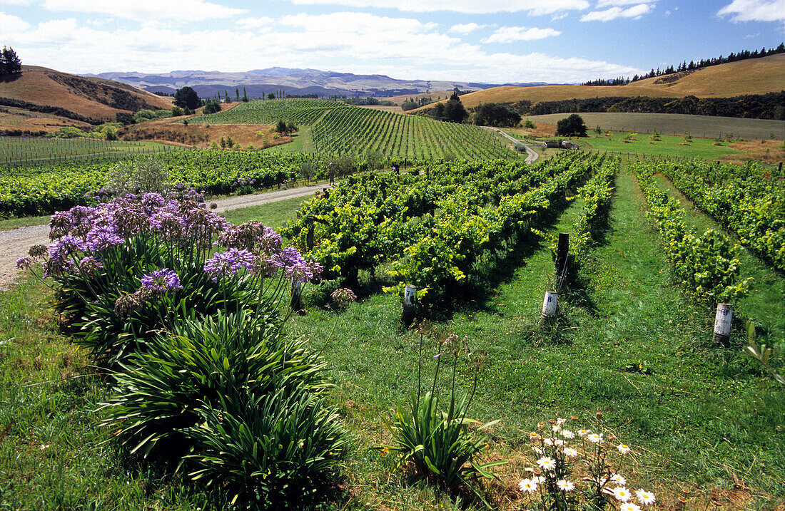 Weinfeld in einem Weinanbaugebiet, Südinsel, Neuseeland
