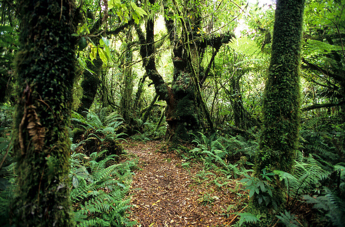 Trees, Rainforest in Mt. Egmont National Park on the North Island, New Zealand