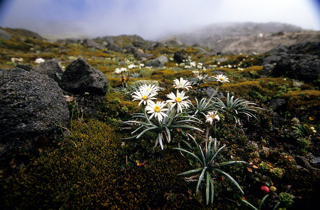 Alpine Flora an den Hängen des Vulkans Mt. Taranaki, Mt. Egmont Nationalpark, Nordinsel, Neuseeland