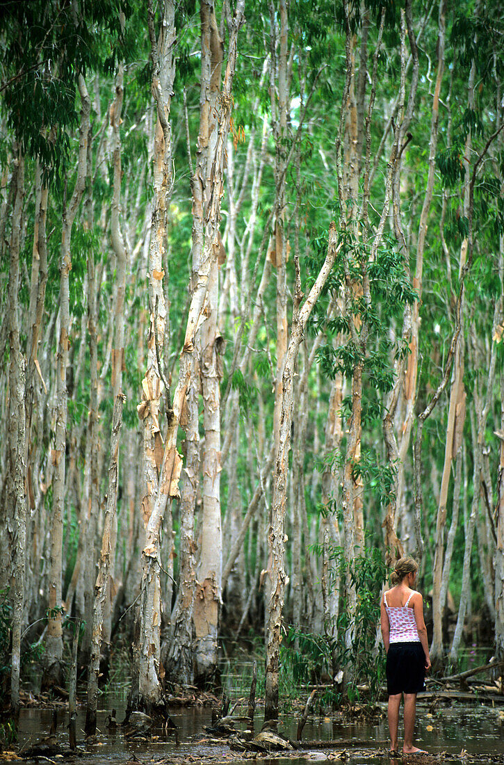 Papierrindenbäume entlang eines Baches nahe der Bergbaustadt Weipa, Queensland, Australien