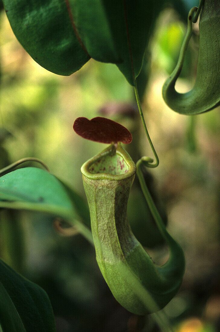 The Carnivorous pitcher plant is found in swamps and along rivers on the Cape York Peninsula, Queensland, Australia