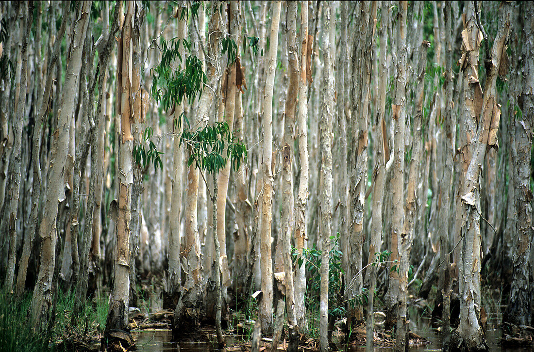 Papierrindenbäume entlang eines Baches nahe der Bergbaustadt Weipa, Queensland, Australien