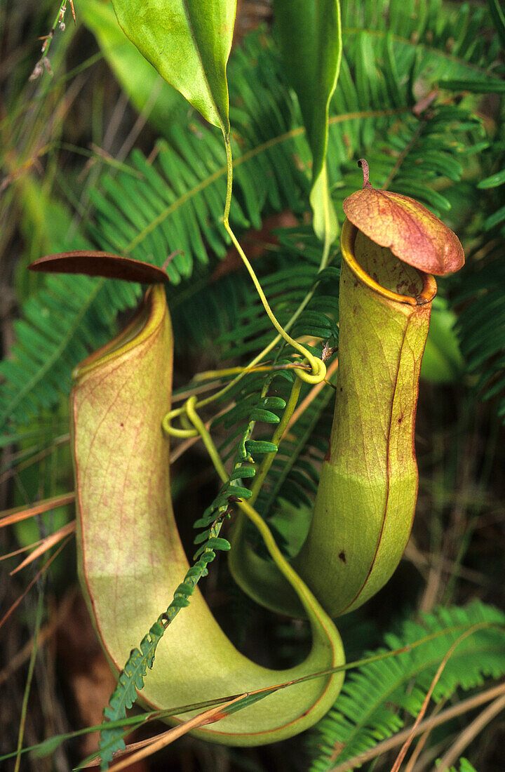 Die fleischfressende Kannenpflanze lebt in Sümpfen und entlang der Flüsse auf Cape York, Queensland, Australien