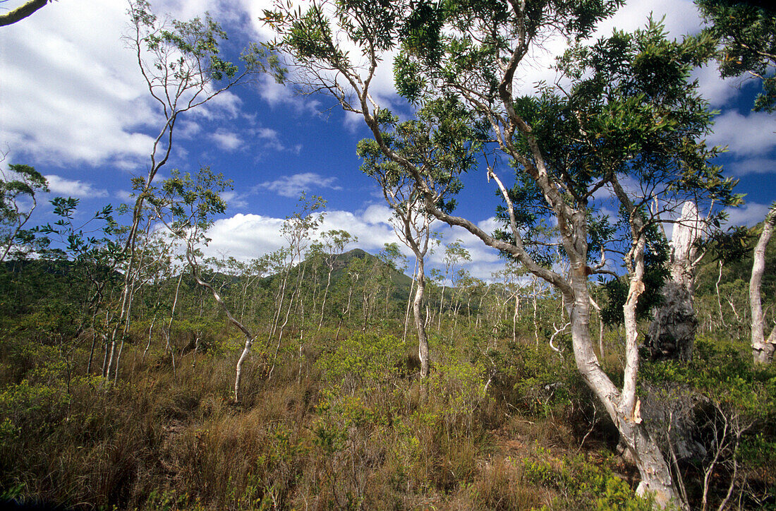 Landschaft nahe Mt. Tozer auf der Cape York Halbinsel, Queensland, Australia