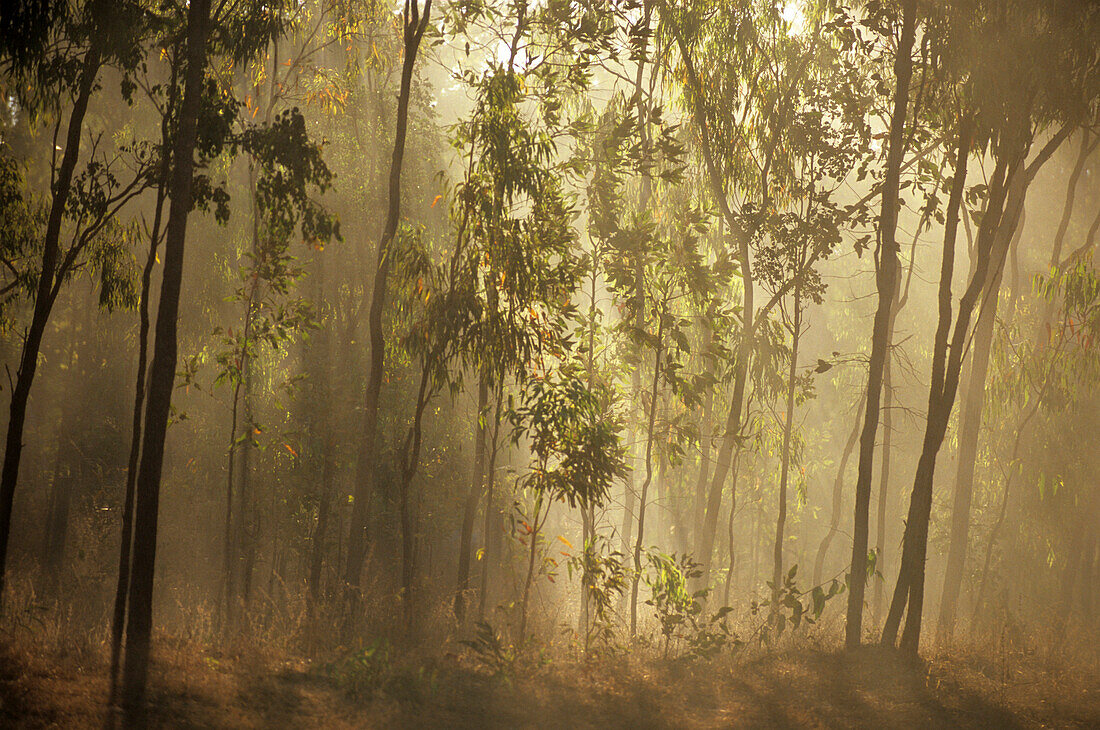 Young gum trees line the Peninsula Developmental Road on the Cape York Peninsula, Queensland, Australia