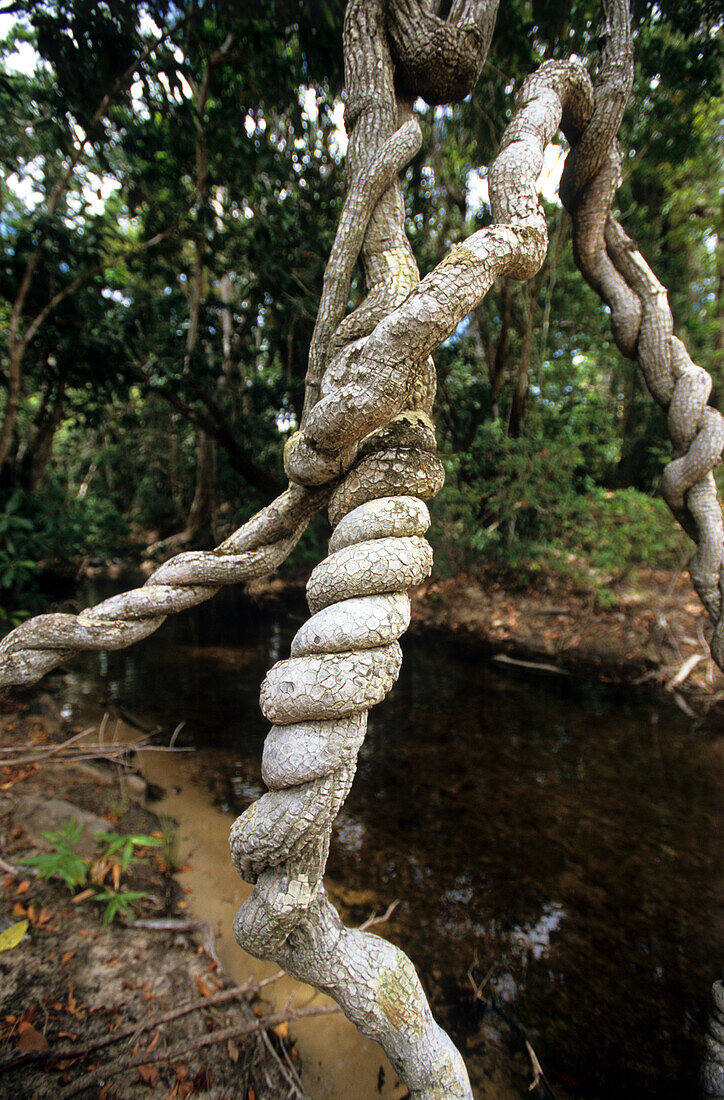 Von Regenwald gesäumter Bach nahe dem Mt. Tozer auf der Cape York Halbinsel, Queensland, Australien