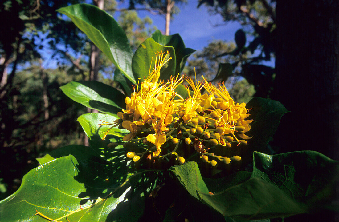 Ein sogenannter Bouquet Baum am Strassenrand auf der Cape York Halbinsel, Queensland, Australien