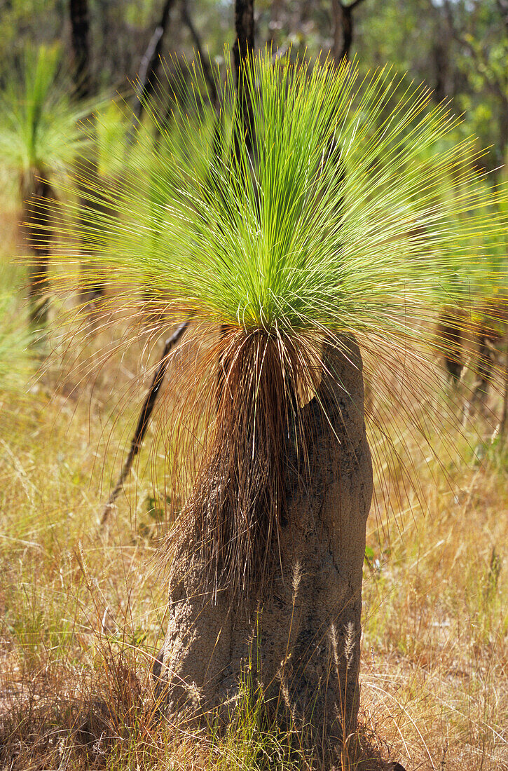Grasbaum nahe dem Ort Coen auf der Cape York Halbinsel, Queensland, Australien