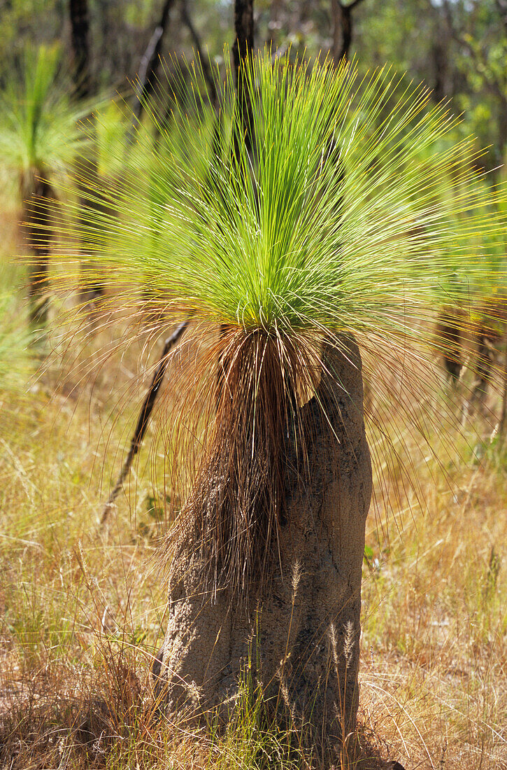 Grass trees near Coen on the Cape York Peninsula, Queensland, Australia