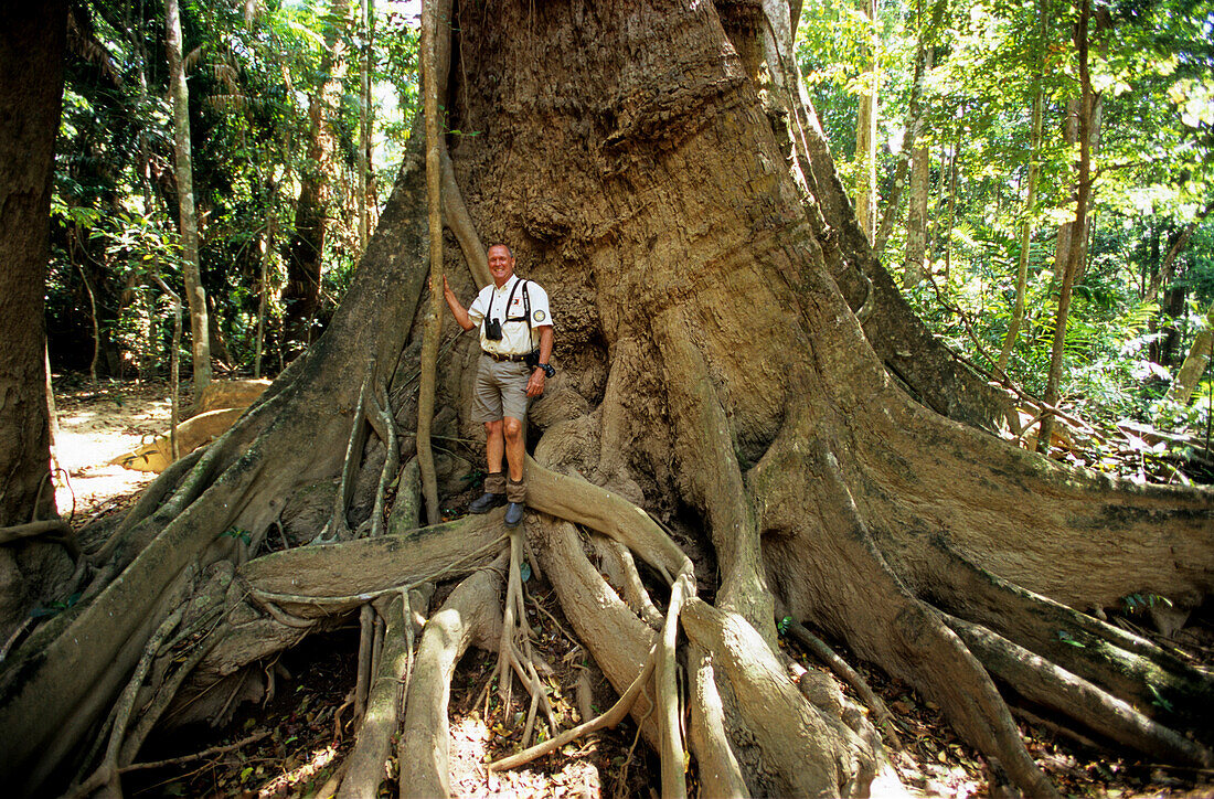 Mann steht vor riesigem Baum, Regenwald im Iron Range National Park, Queensland, Australien