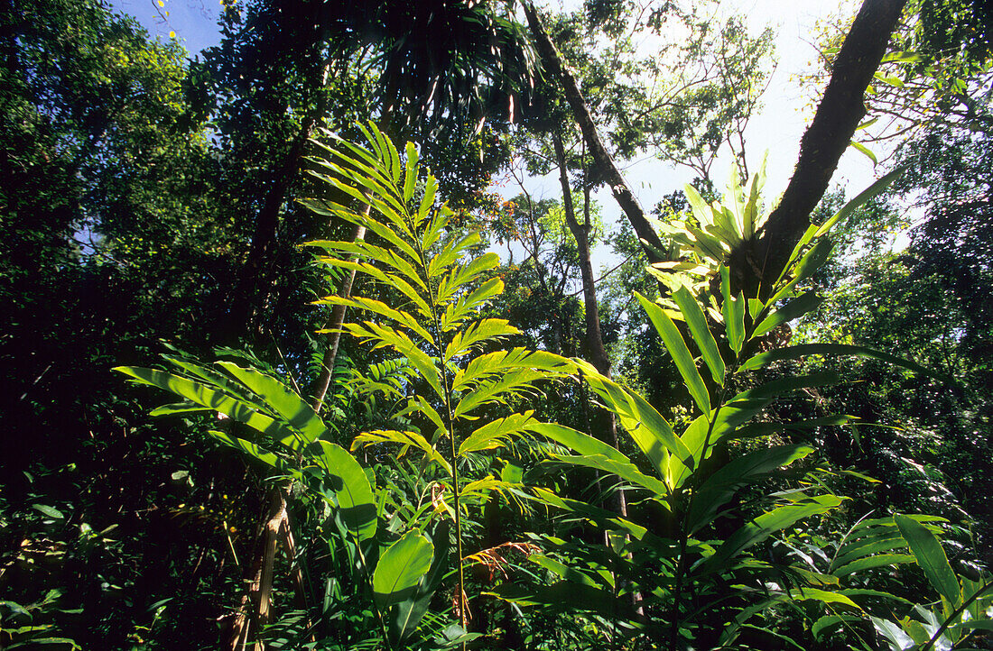 Rainforest in the Iron Range National Park, Queensland, Australia