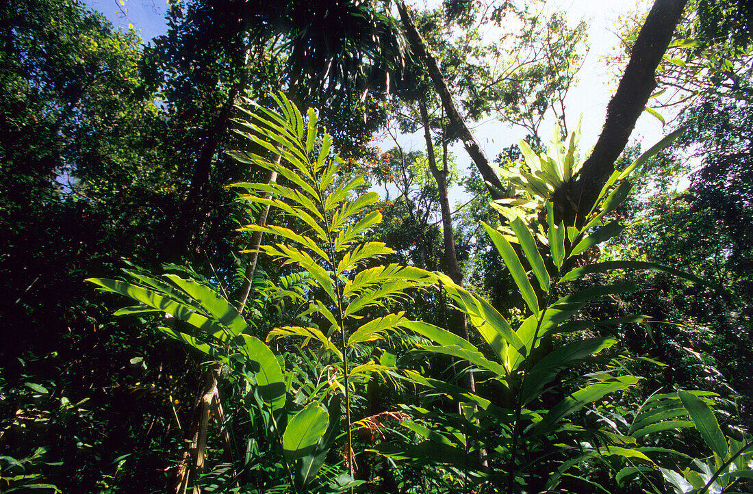 Regenwald im Iron Range National Park, Queensland, Australien