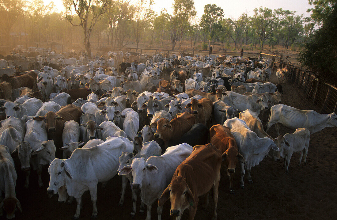 Cattle muster, cattle drive on Wrotham Park Station, Cape York Peninsula, Queensland, Australia