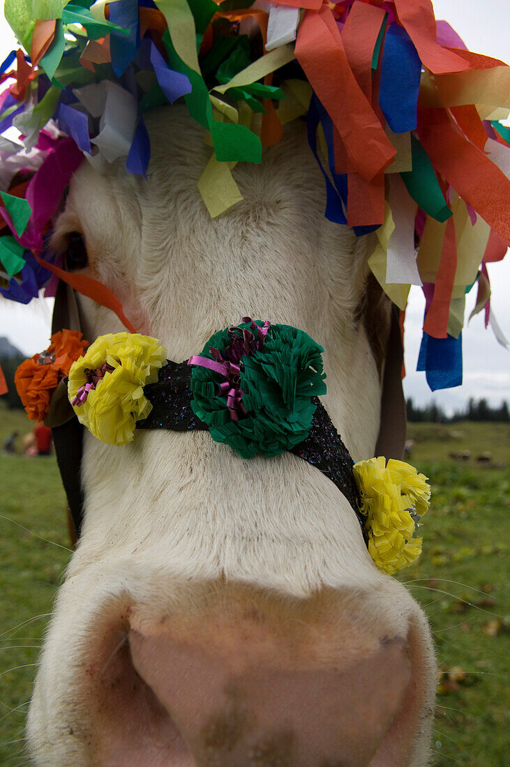 Decorated cow for Ceremonial Cattle Drive, Upper Austria, Austria