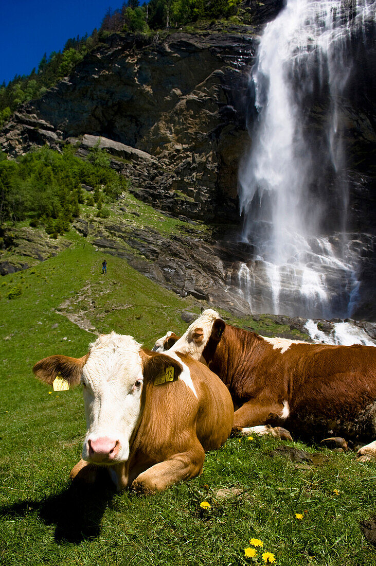 Cows lying in a summer meadow, Alpine pasture, Waterfall in the background, Maltatal, Hohe Tauern National Park, Carinthia, Austria
