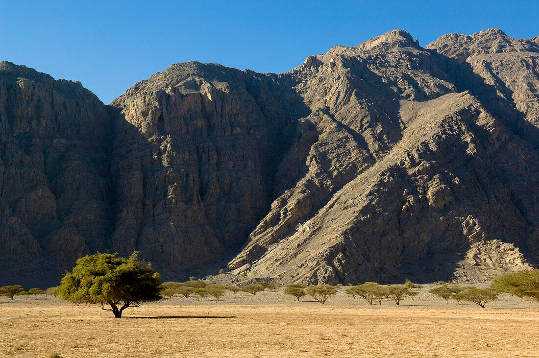 Berglandschaft mit Bäume und Tal, Hajjar Gebirge, Kashab, Khasab, Musandam, Oman