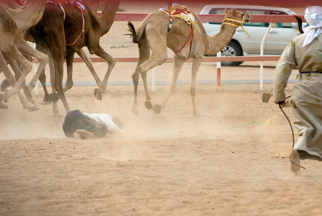 Arabische Männer am Start, Ein Mann hatte einen Sturz, Kamel Rennen, Rash al Khaimah, Vereinigte Arabische Emirate