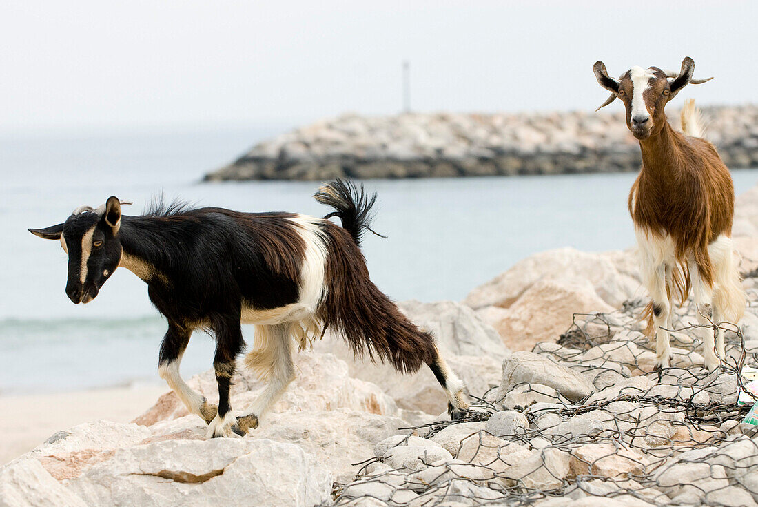 Two goats on a rocky coast near the harbour, Dibba, Oman